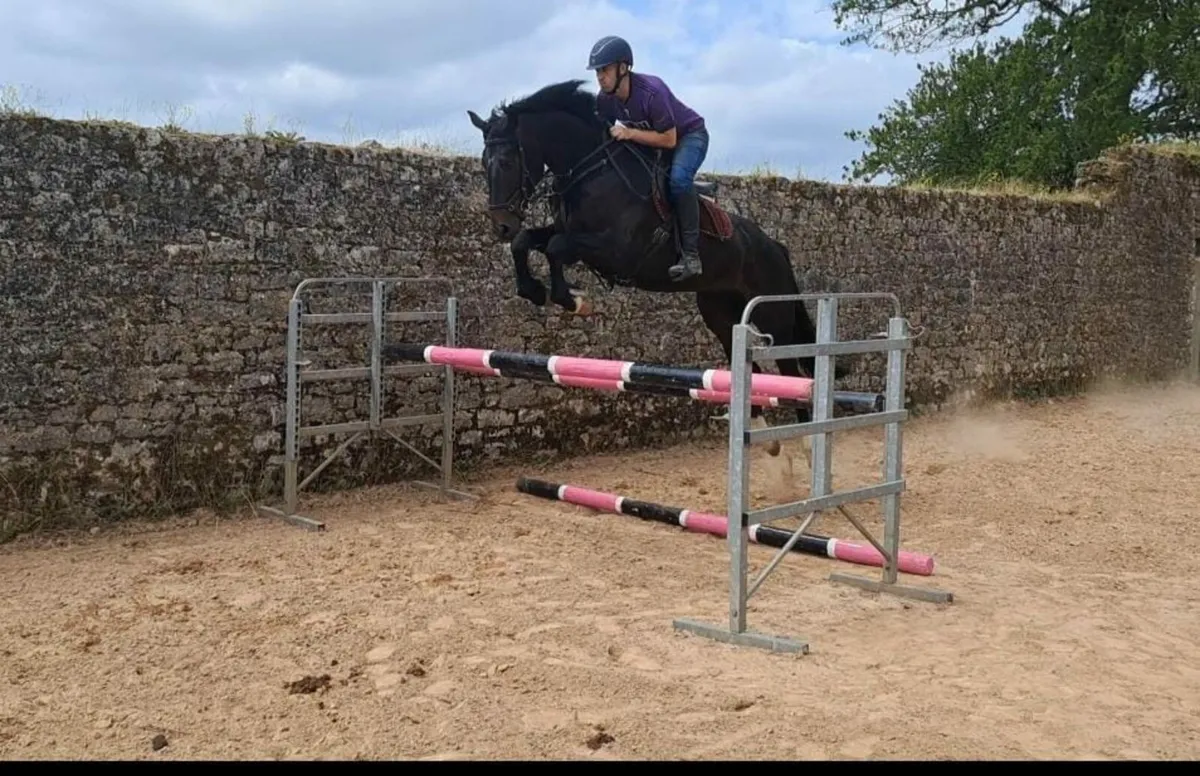 16.2 5 year old gelding - Image 1