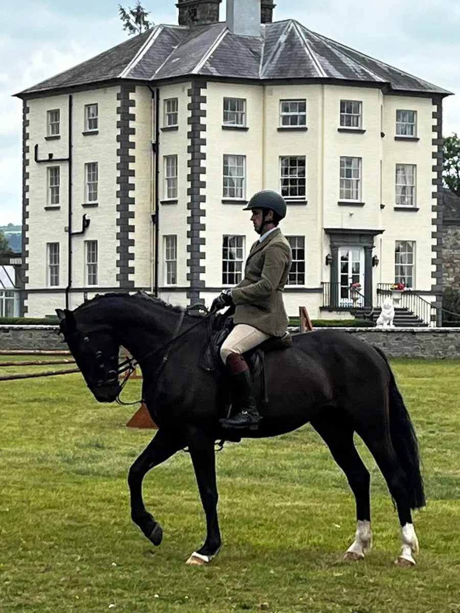 16.2 5 year old gelding - Image 2