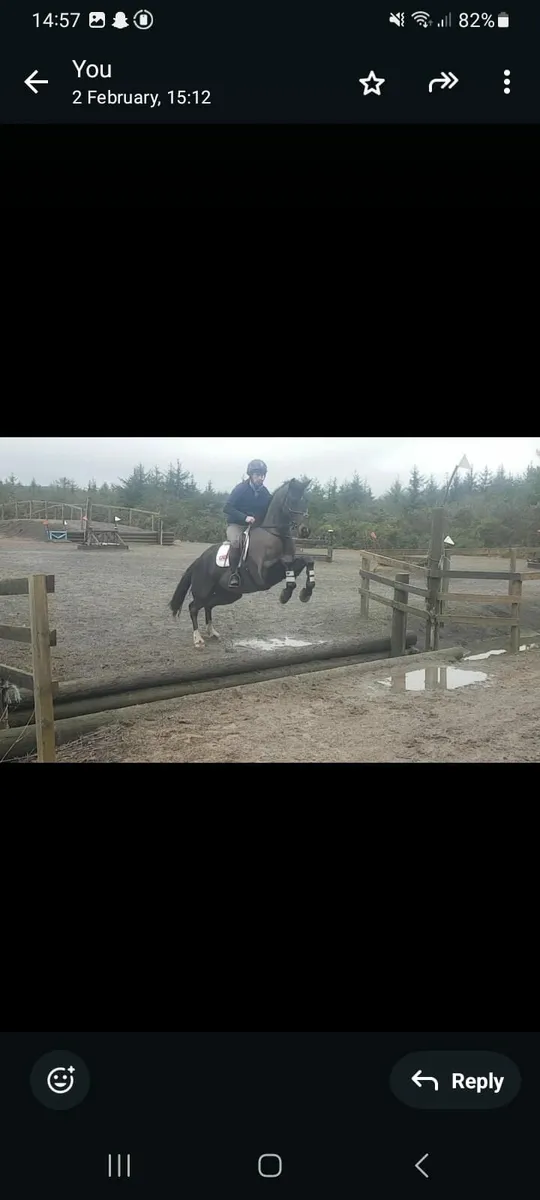 16.2 5 year old gelding - Image 4