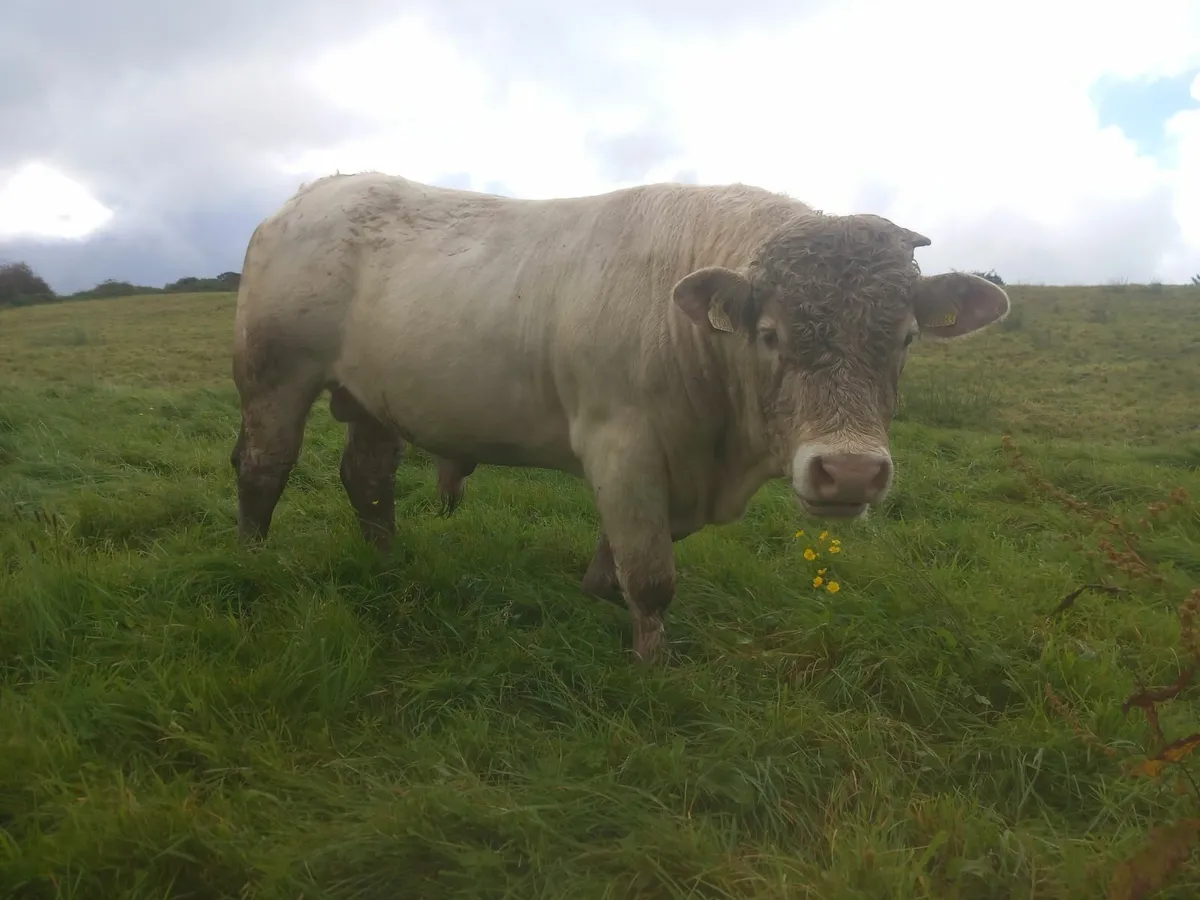5 star Charlaois Bull