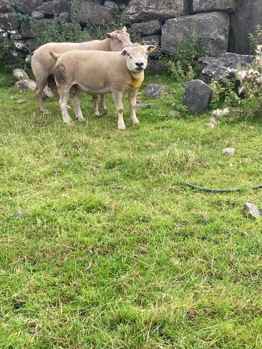 Pedigree Texel Ram - Image 1