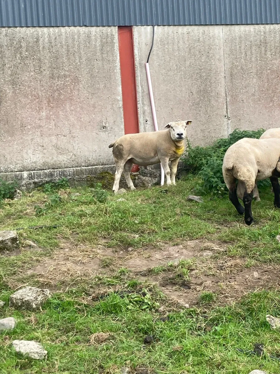 Pedigree Texel Ram - Image 2