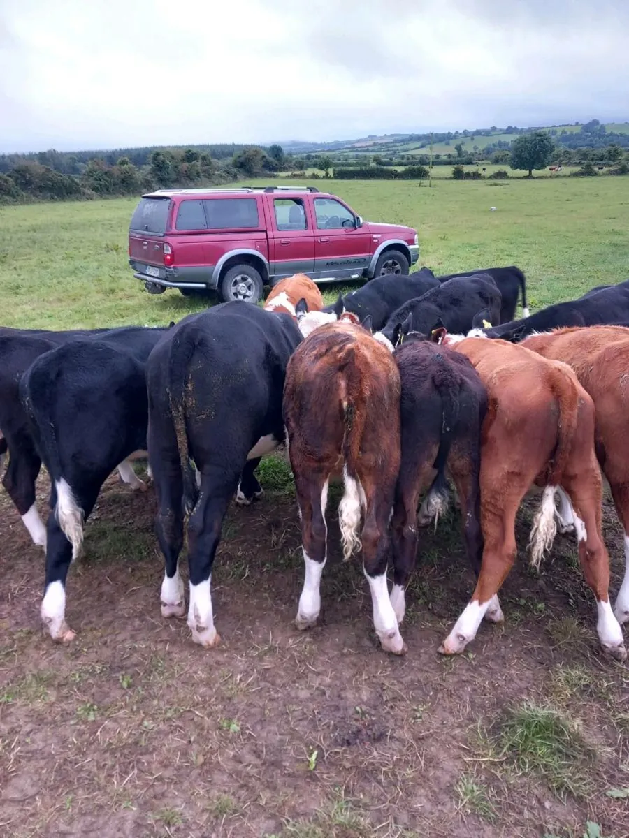 Weanlings - Image 1