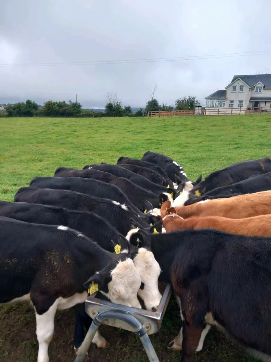 Weanlings - Image 2