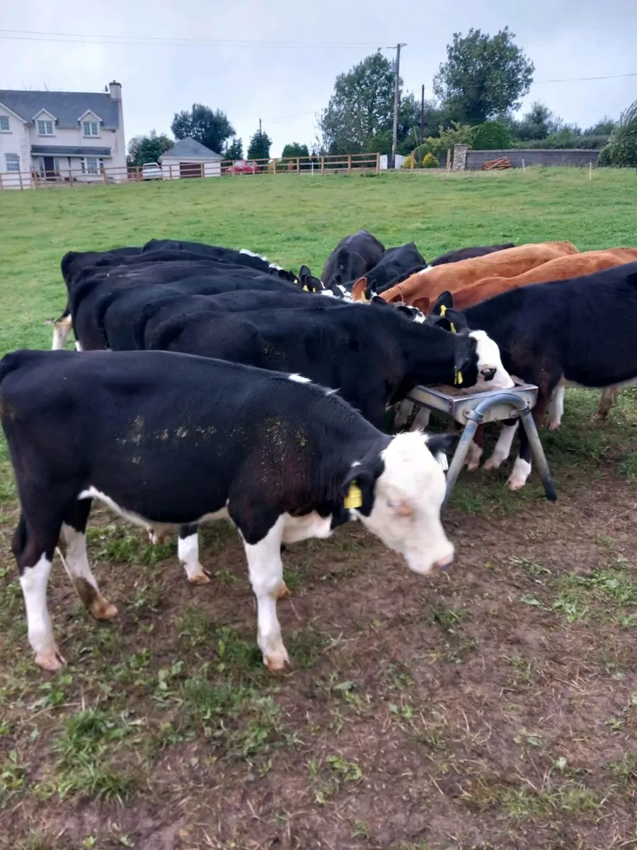Weanlings - Image 4