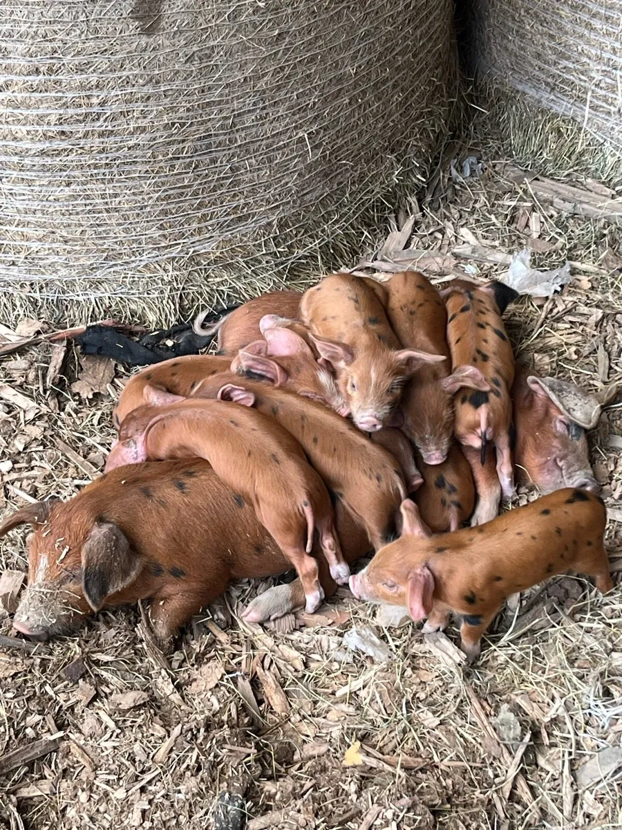 Organic OSB weaner piglets - Image 1