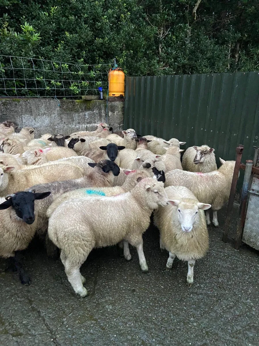 Lambs - Image 1