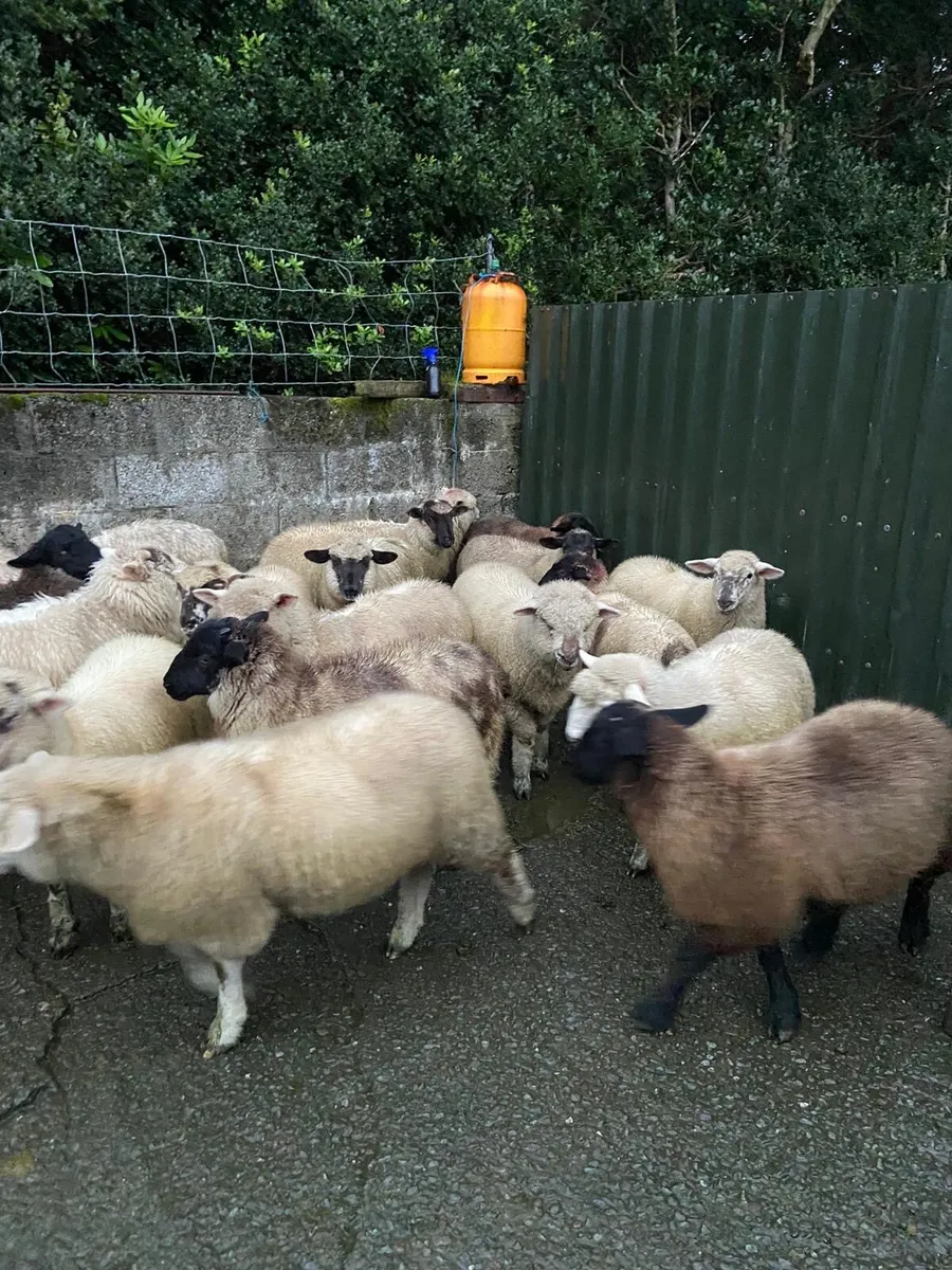 Lambs - Image 2