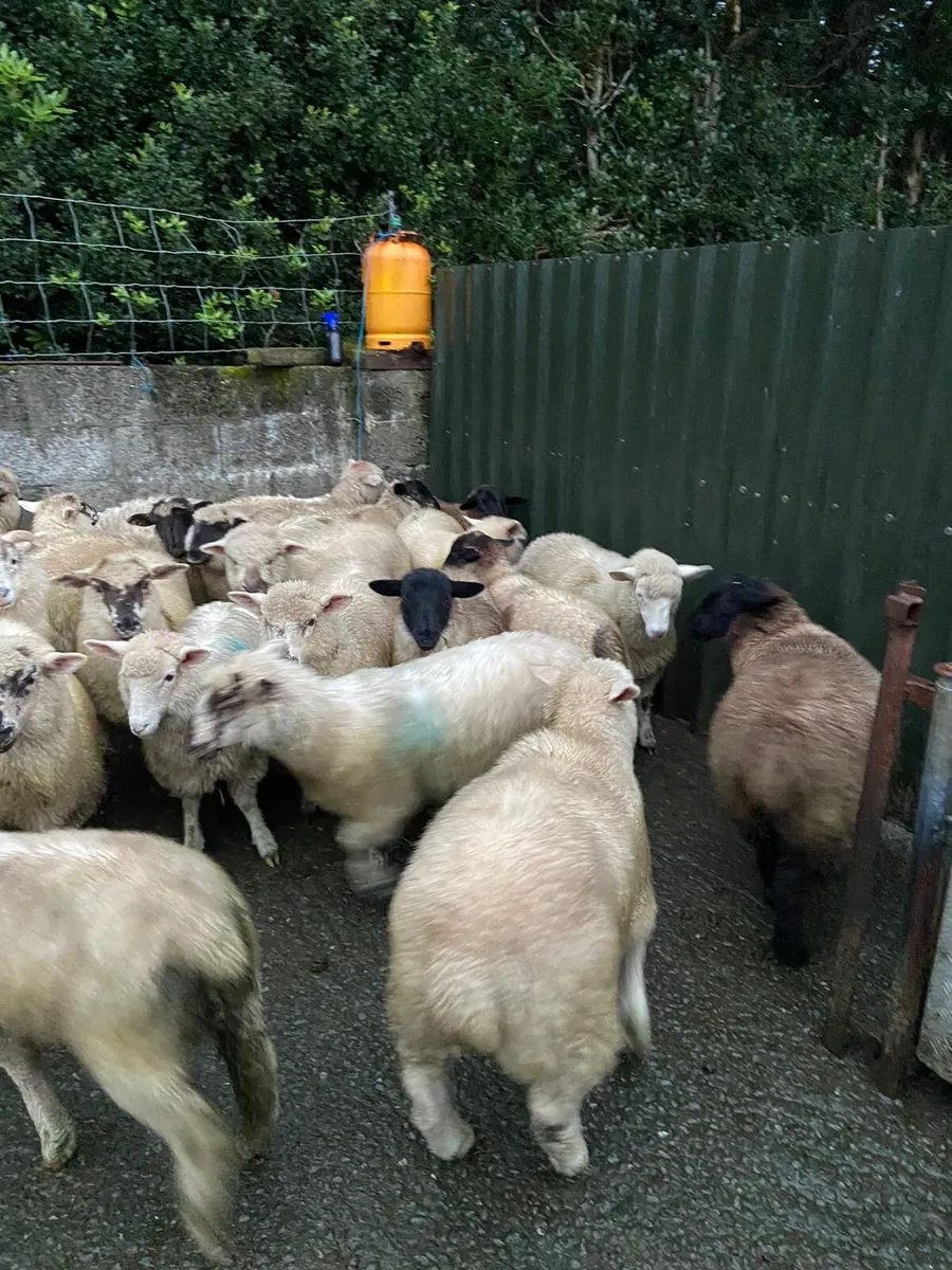 Lambs - Image 3