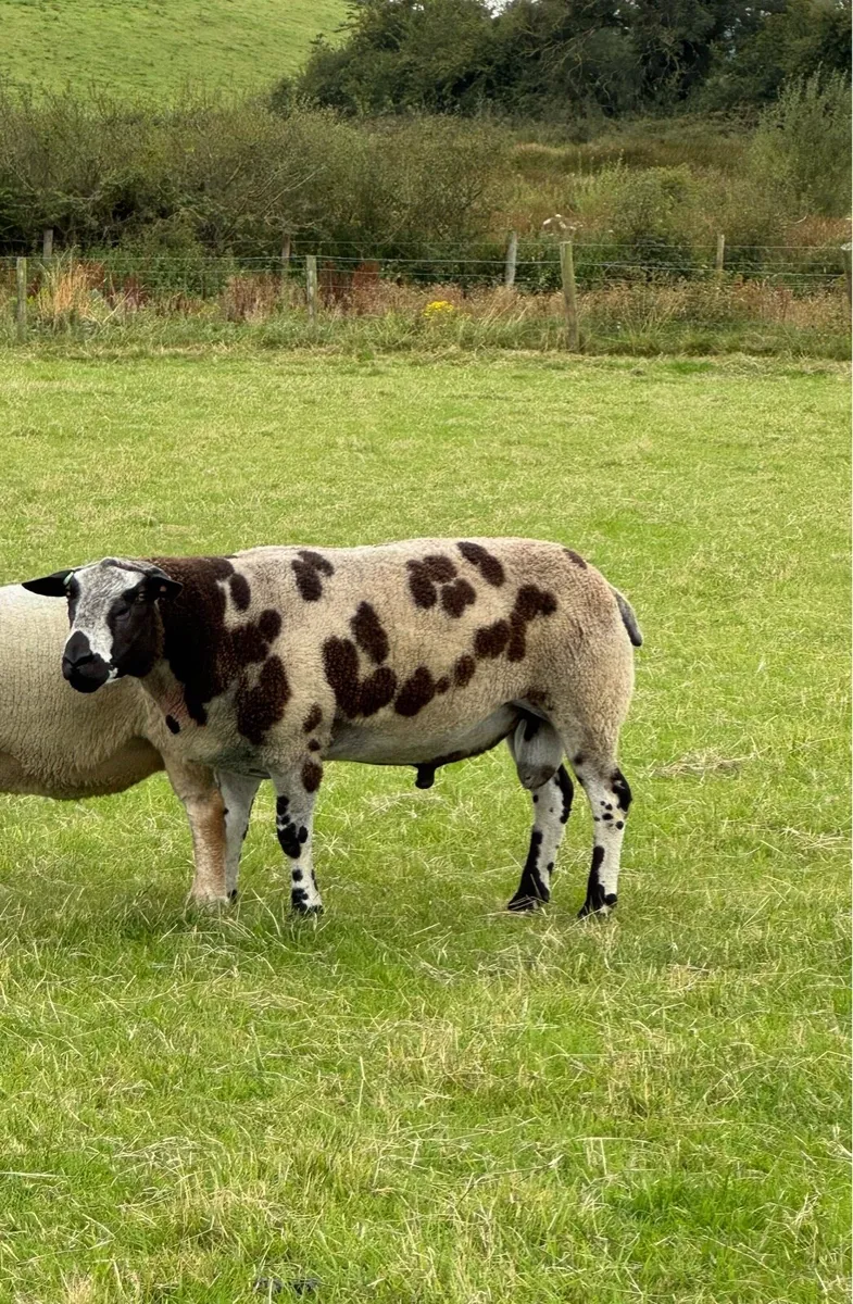 Teaser Ram