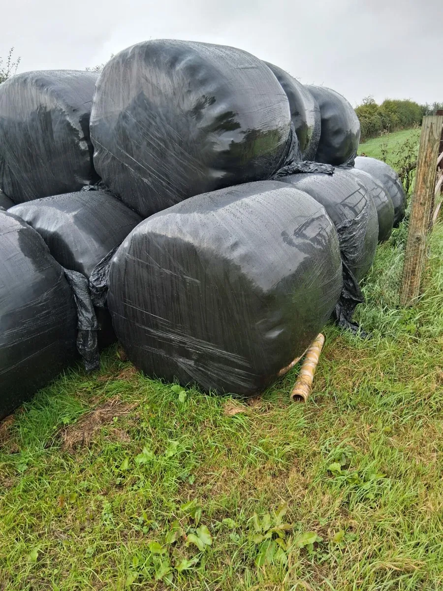 Bales of Haylage - Image 1
