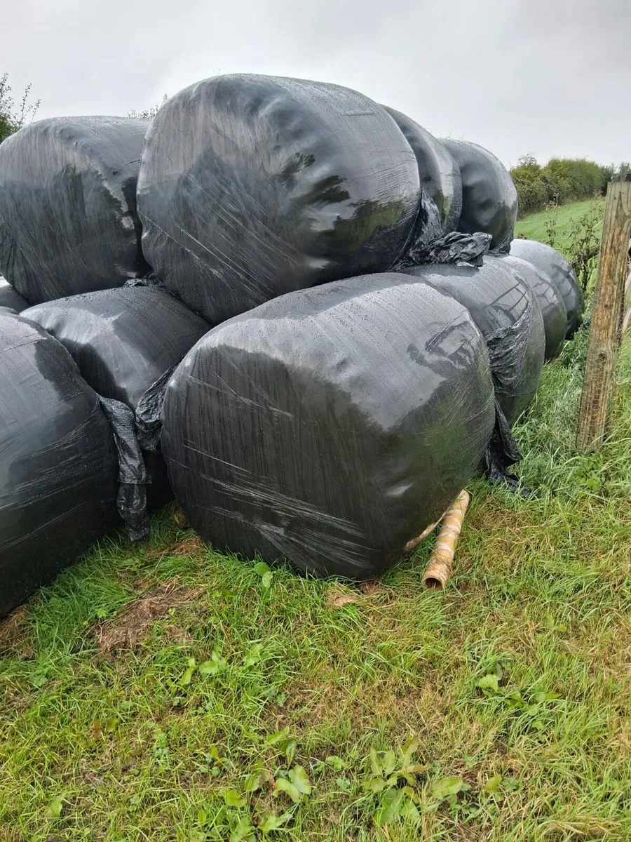 Bales of Haylage - Image 2