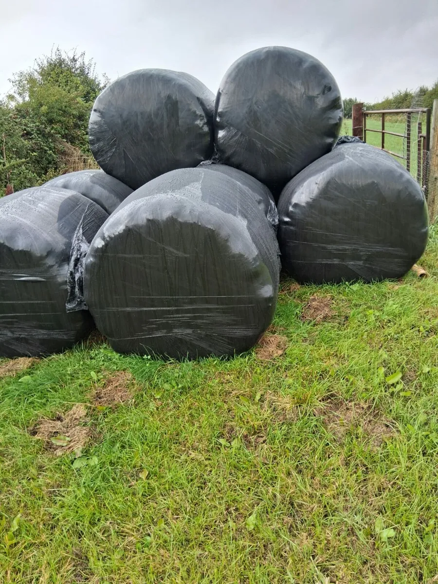 Bales of Haylage - Image 3