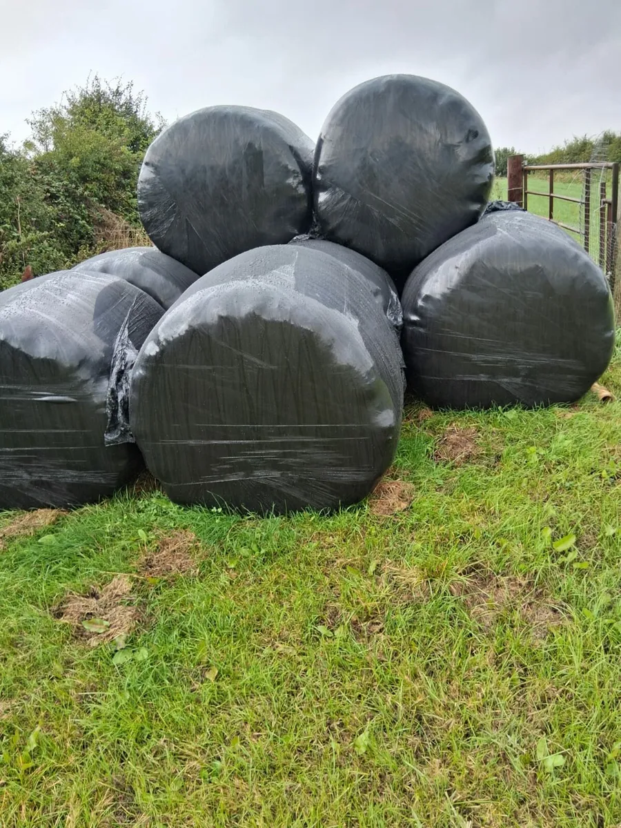 Bales of Haylage - Image 4