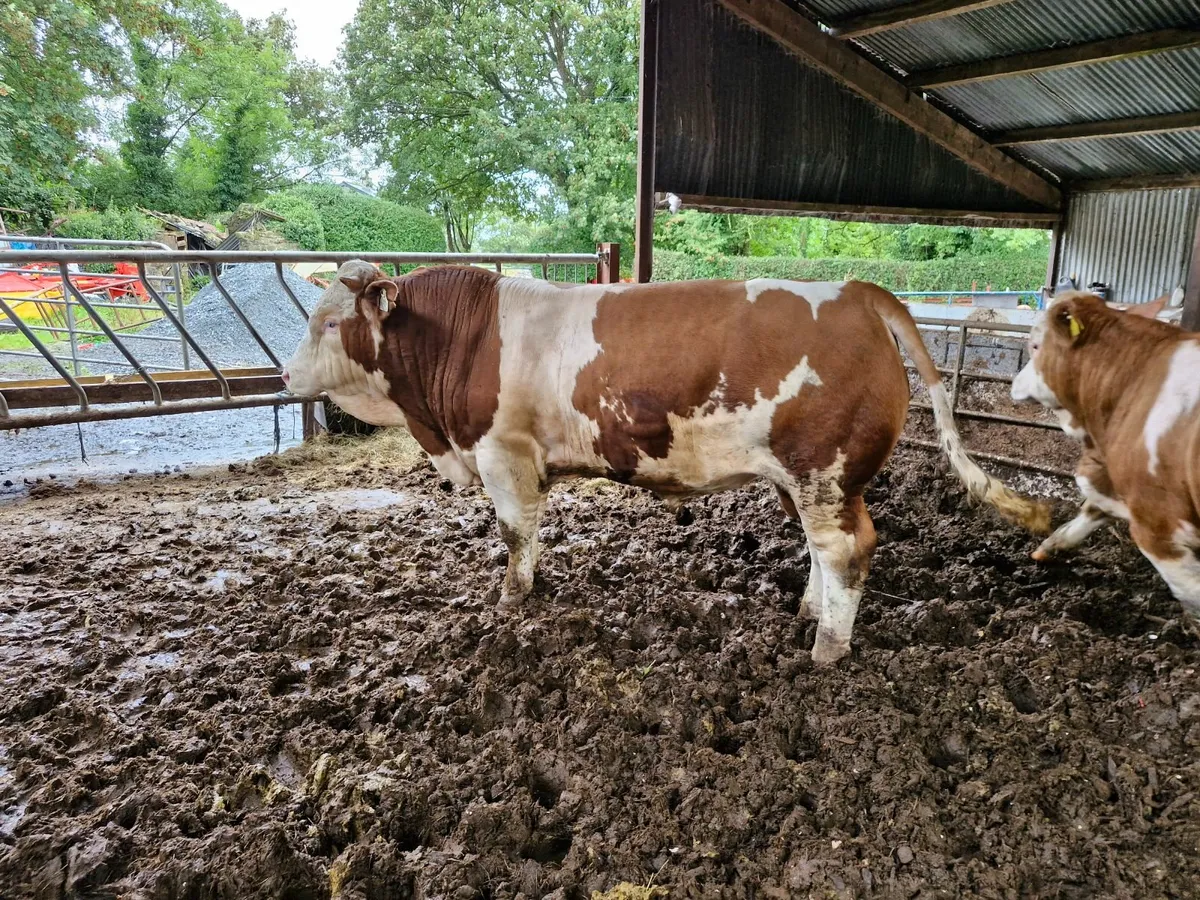 5 Star PBR Simmental Bull - Image 1
