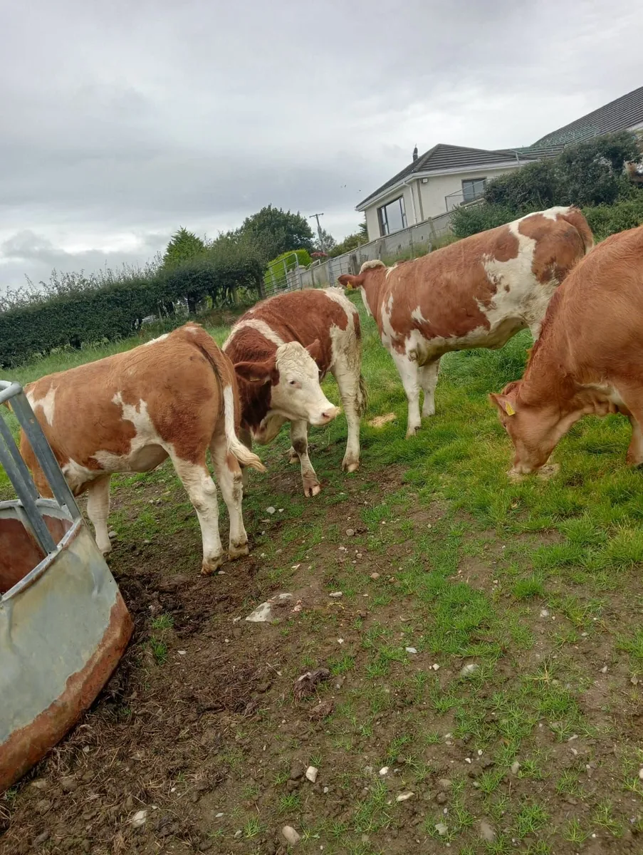 Simmental Heifers - Image 1