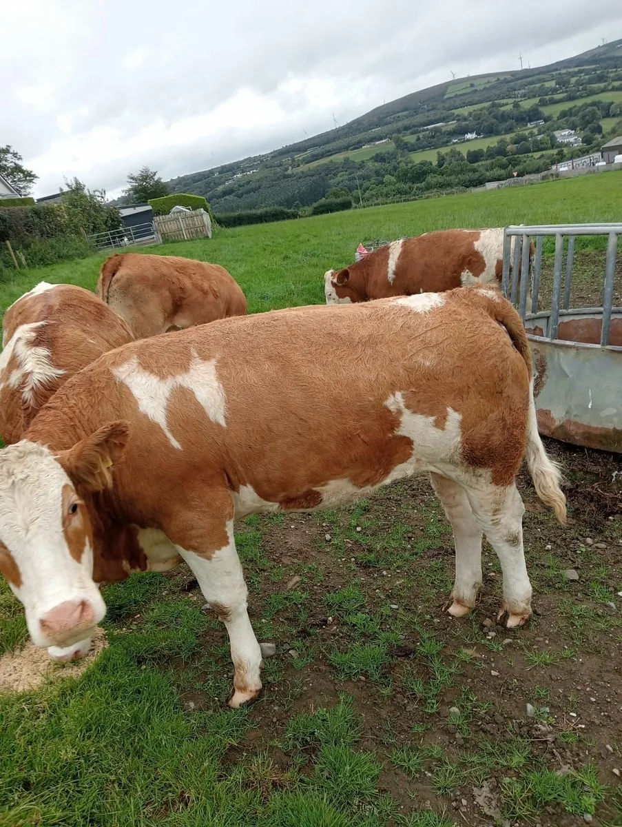 Simmental Heifers - Image 3