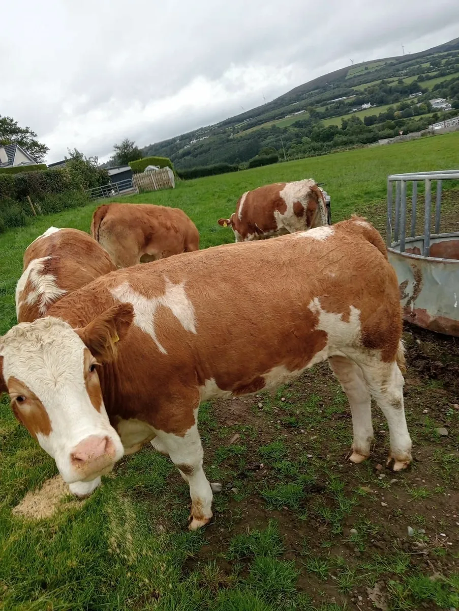 Simmental Heifers - Image 4