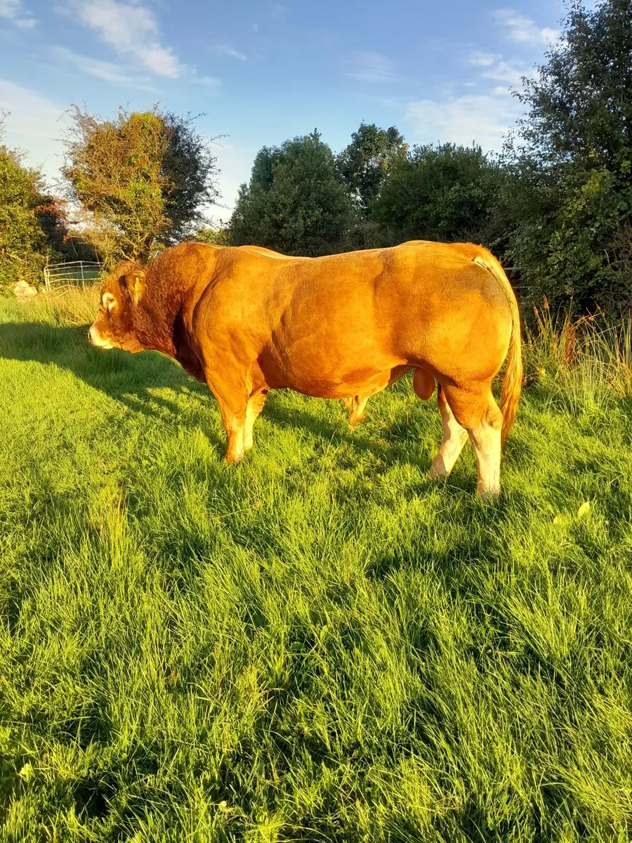 Limousin bull - Image 1