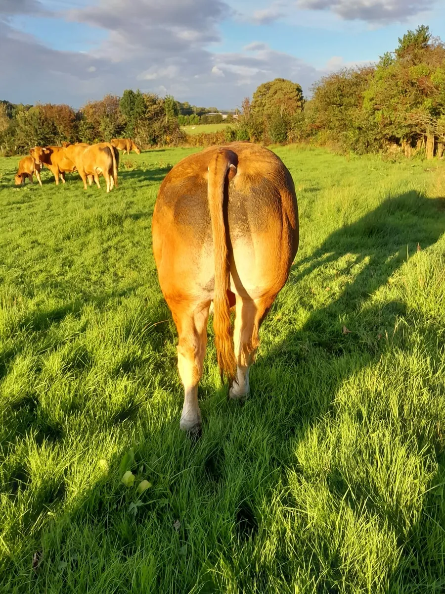 Limousin bull - Image 2
