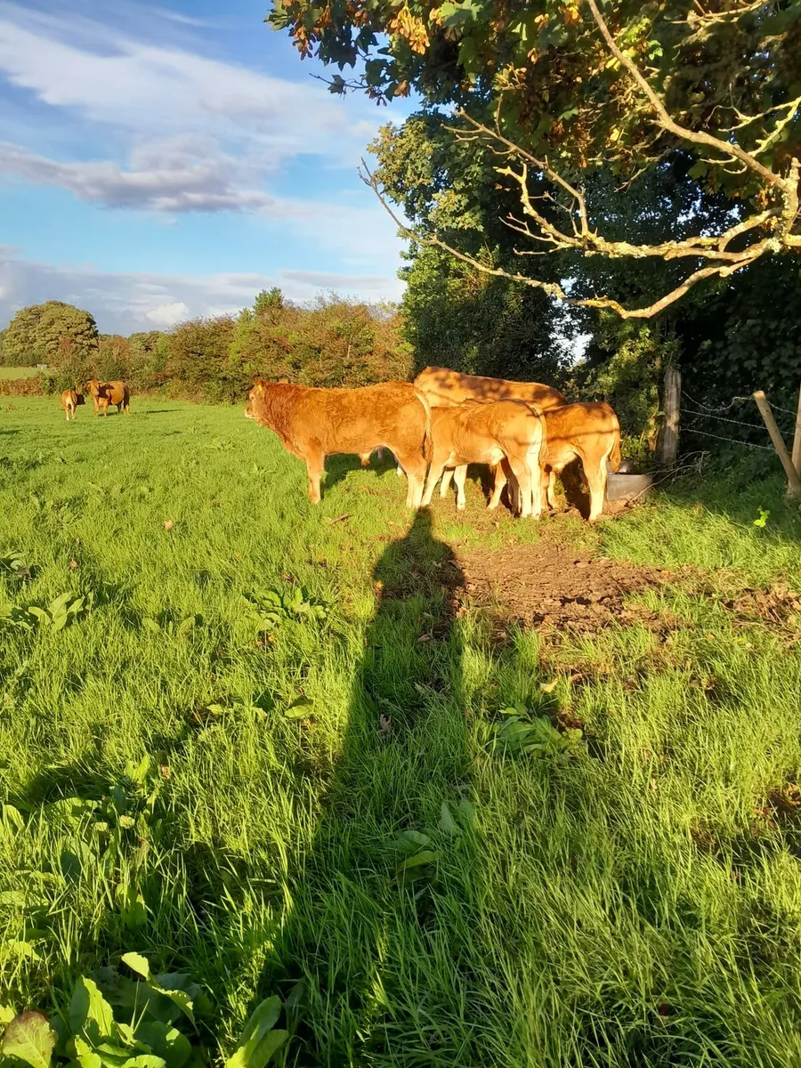Limousin bull - Image 4