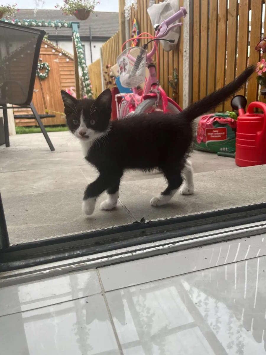 Kittens - Image 2