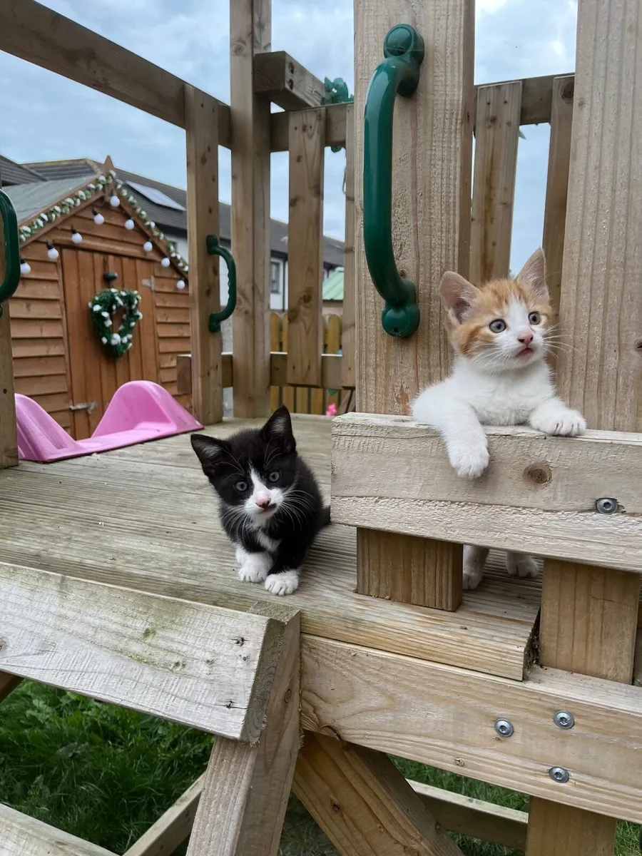 Kittens - Image 1