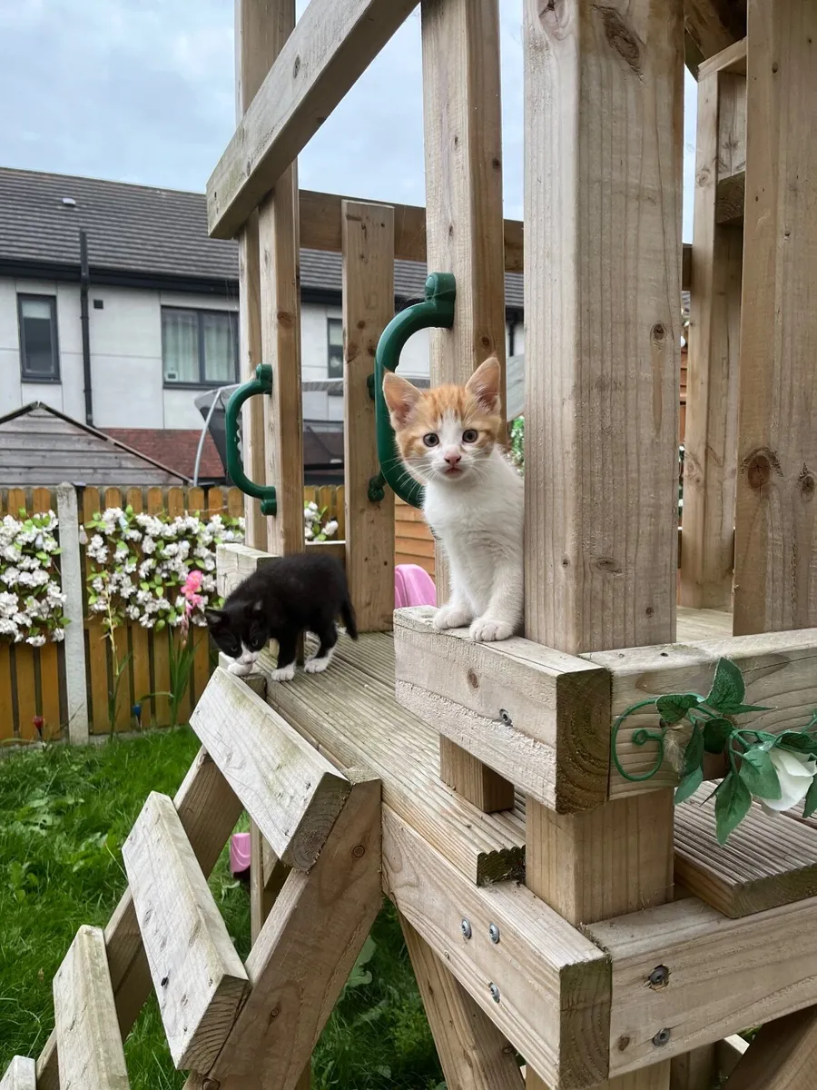 Kittens - Image 3