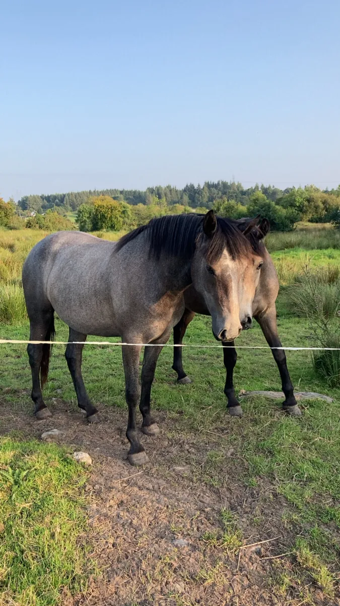 ⭐️⭐️Connemara Filly ⭐️⭐️ - Image 2