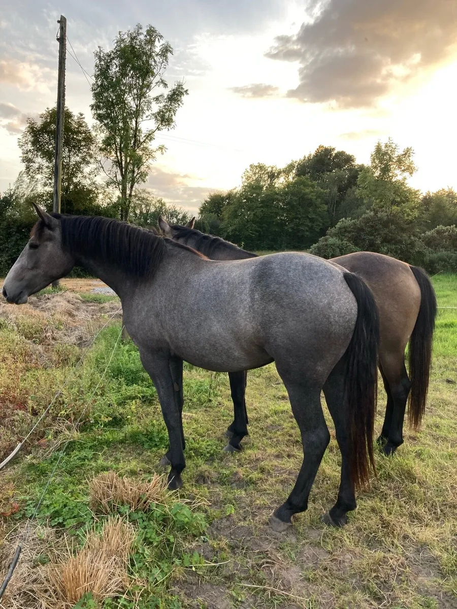 ⭐️⭐️Connemara Filly ⭐️⭐️ - Image 3