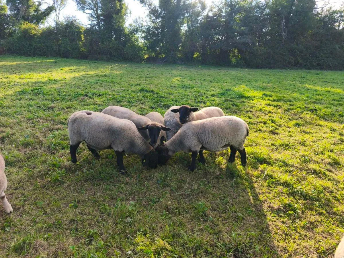 Sheep - Image 1