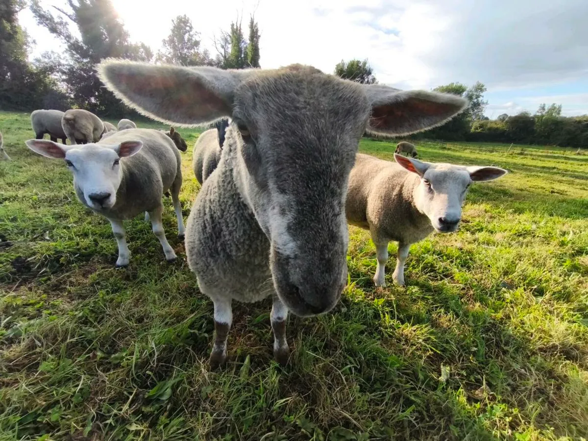 Sheep - Image 3