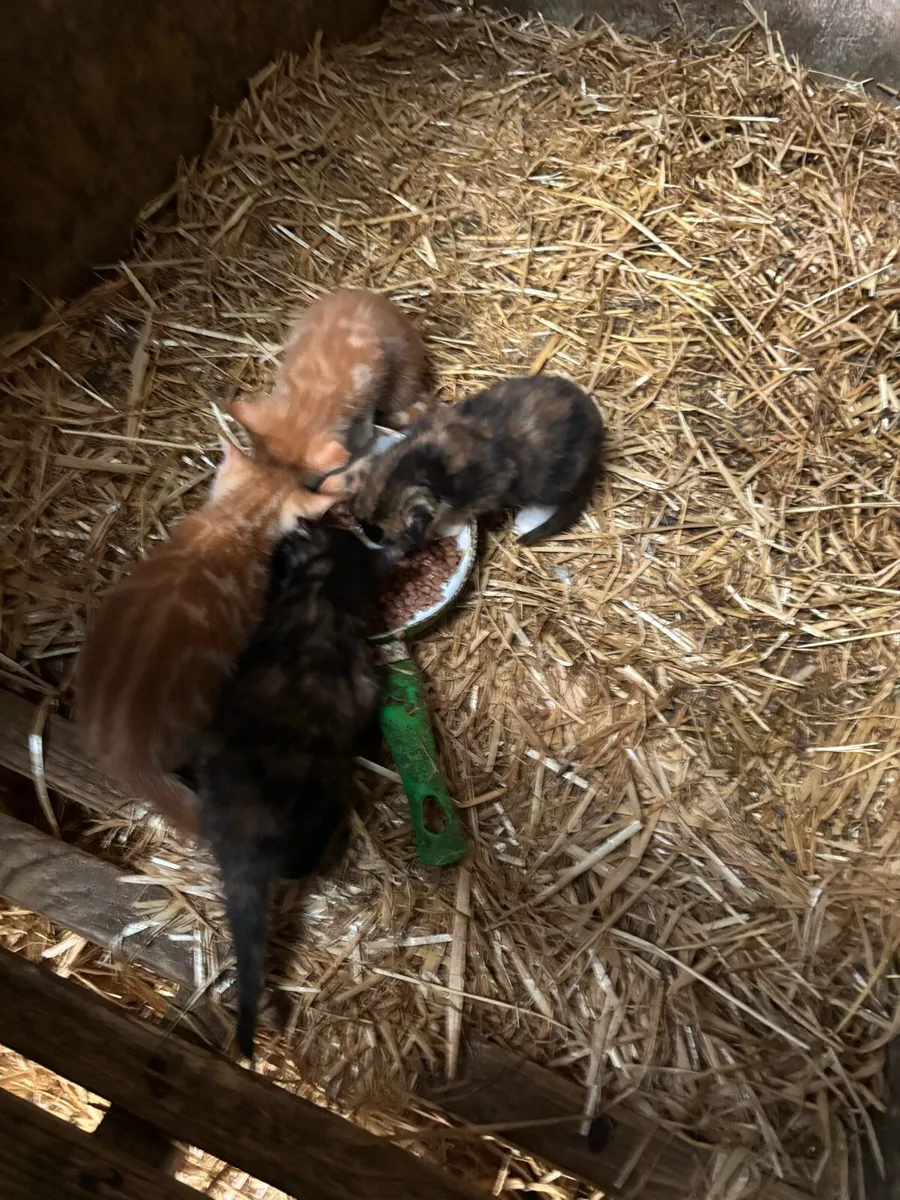 Kittens - Image 1