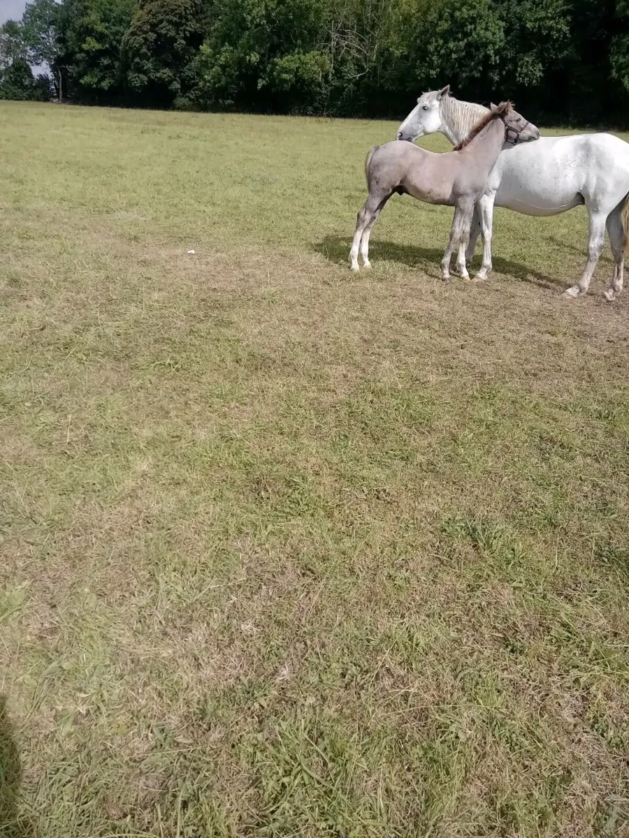 Colt foal - Image 2