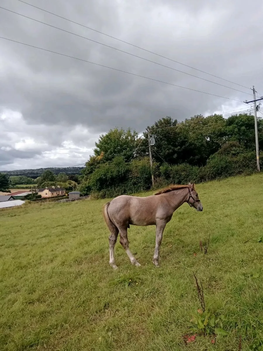 Colt foal - Image 3