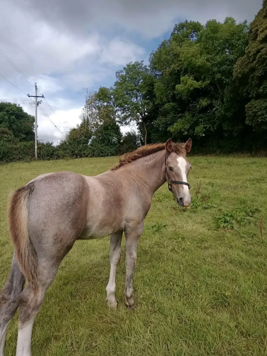 Colt foal - Image 1