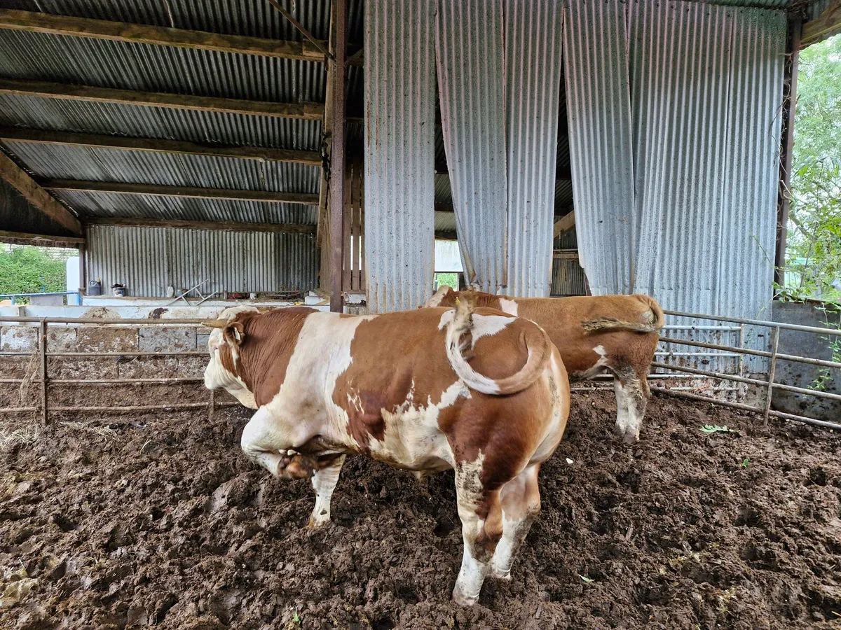5 Star PBR Simmental Bull - Image 3