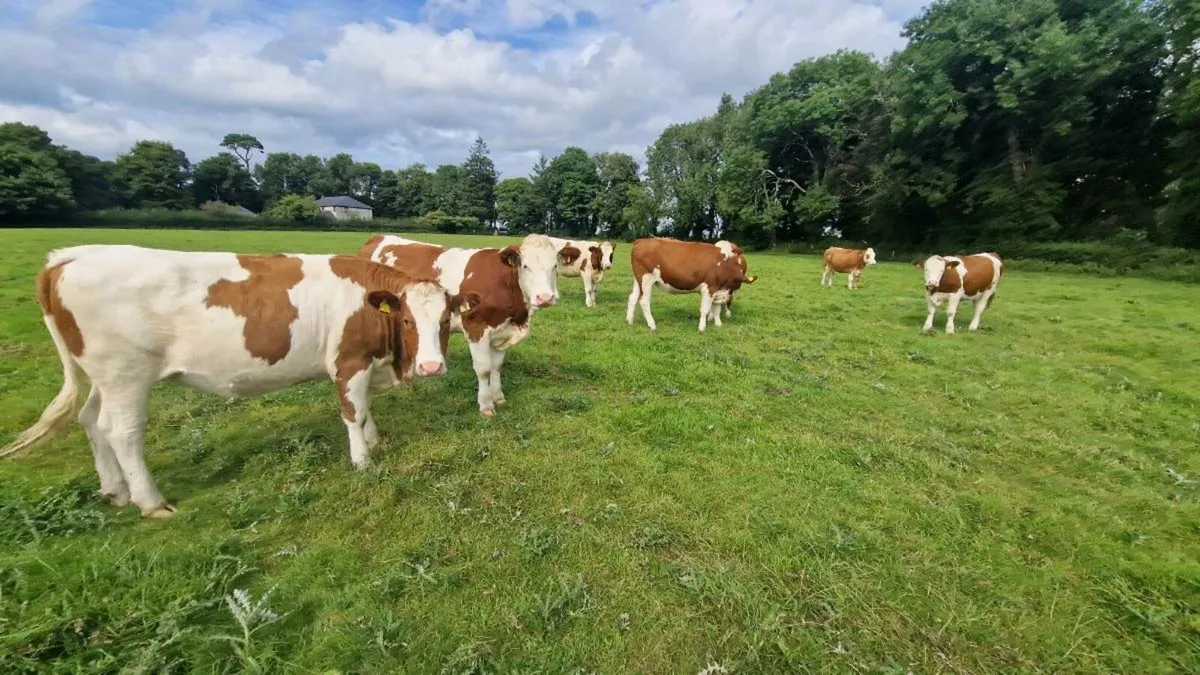 Organic heifers - Image 1