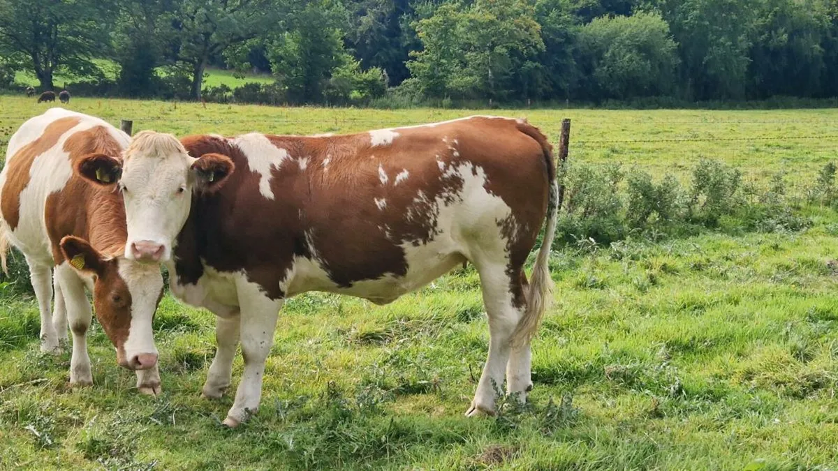 Organic heifers - Image 2