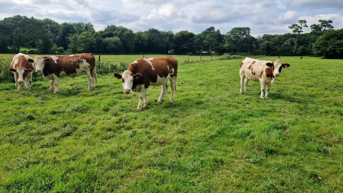 Organic heifers - Image 3