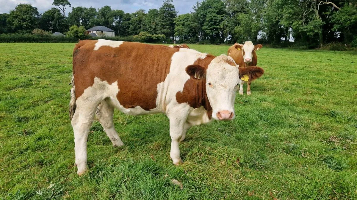 Organic heifers - Image 4