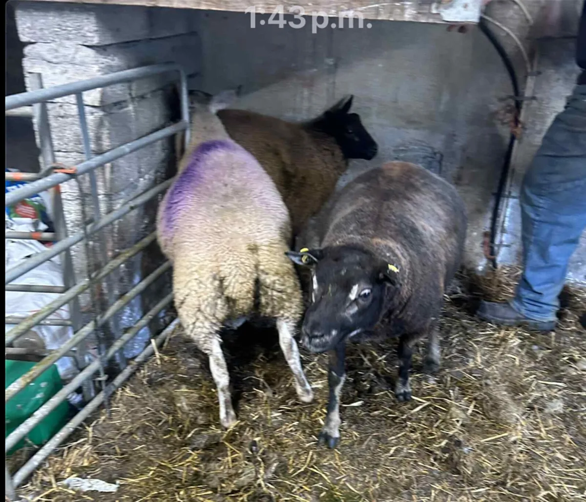 Rams. Blue texel. Texel milford cross - Image 1