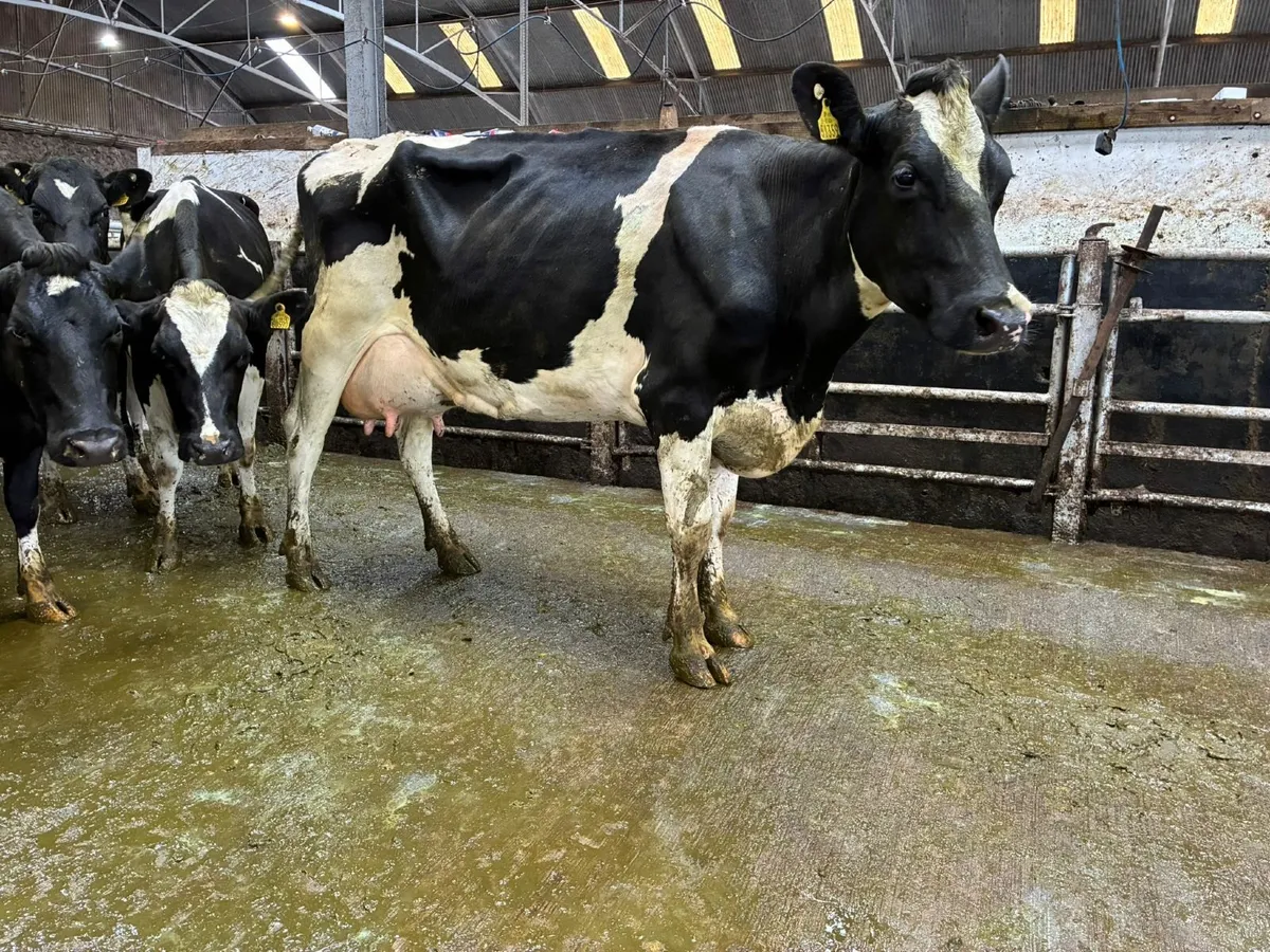 Fresh Calved Cows - Image 2