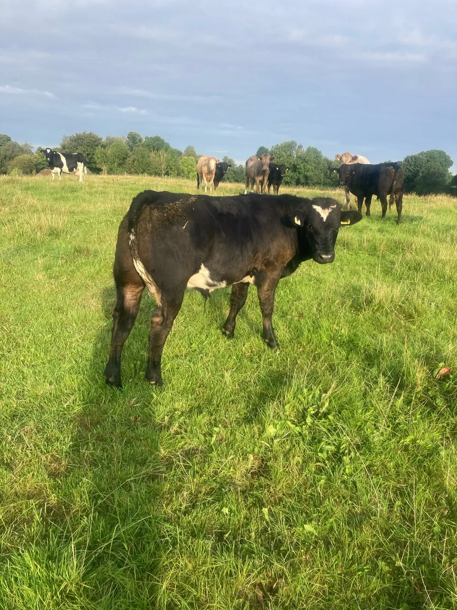 Bulls - Image 1