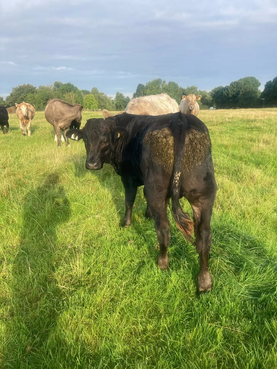 Bulls - Image 2