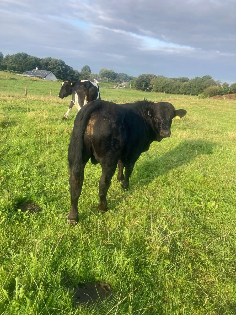 Bulls - Image 4