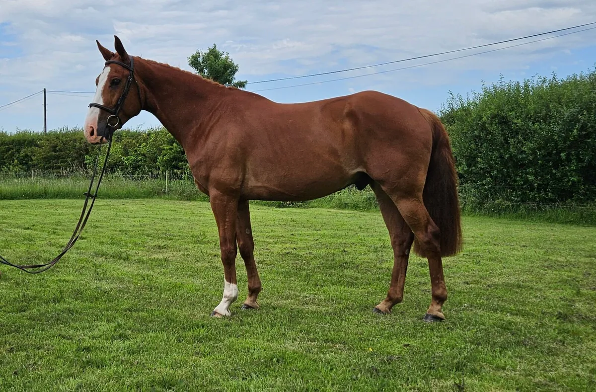 5yo 15.2hh Gelding - Image 1