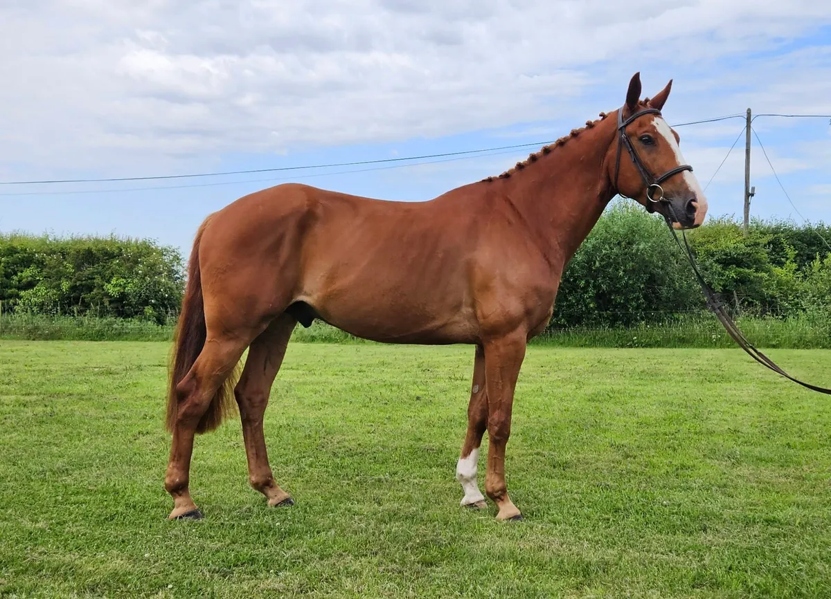 5yo 15.2hh Gelding - Image 2