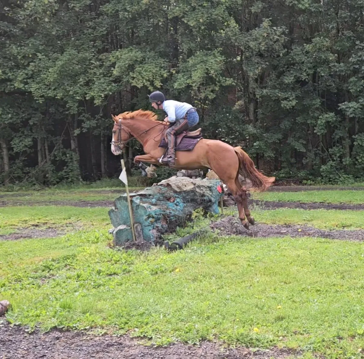 5yo 15.2hh Gelding - Image 3