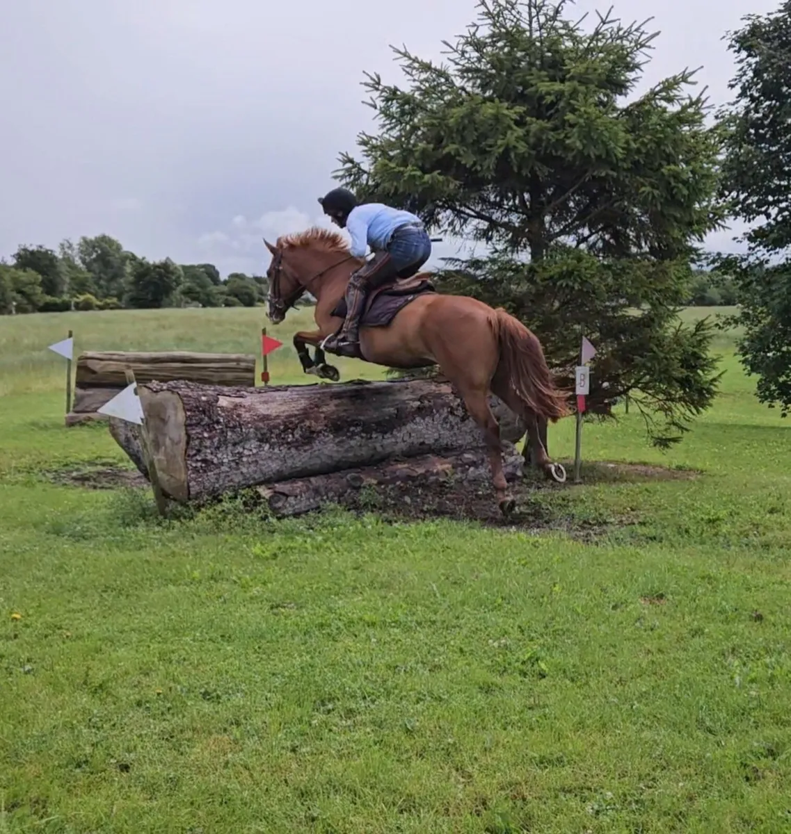 5yo 15.2hh Gelding - Image 4